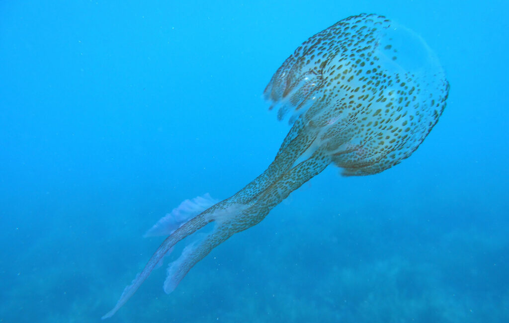Sardinas y anchoas, amenazadas por las plagas de medusas