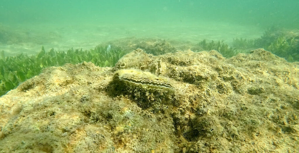 ¿Sabes quién puede ser el nuevo superhéroe ecológico de los mares?