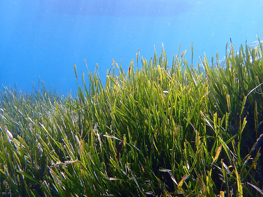 La alargada sombra de la posidonia