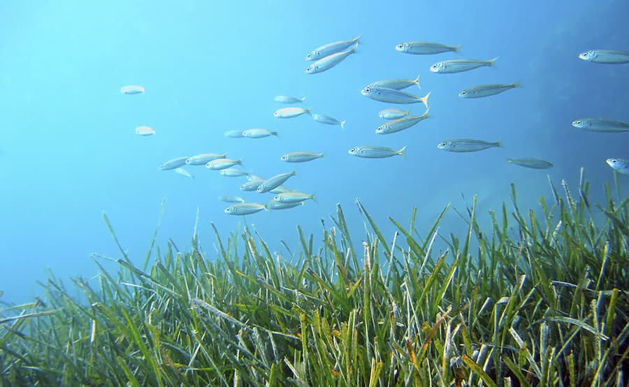 No se dejen confundir