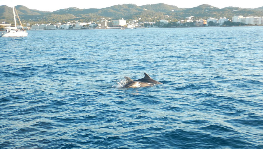 Limitar la velocidad en el corredor de cetáceos alargará en cinco horas los trayectos a la Península