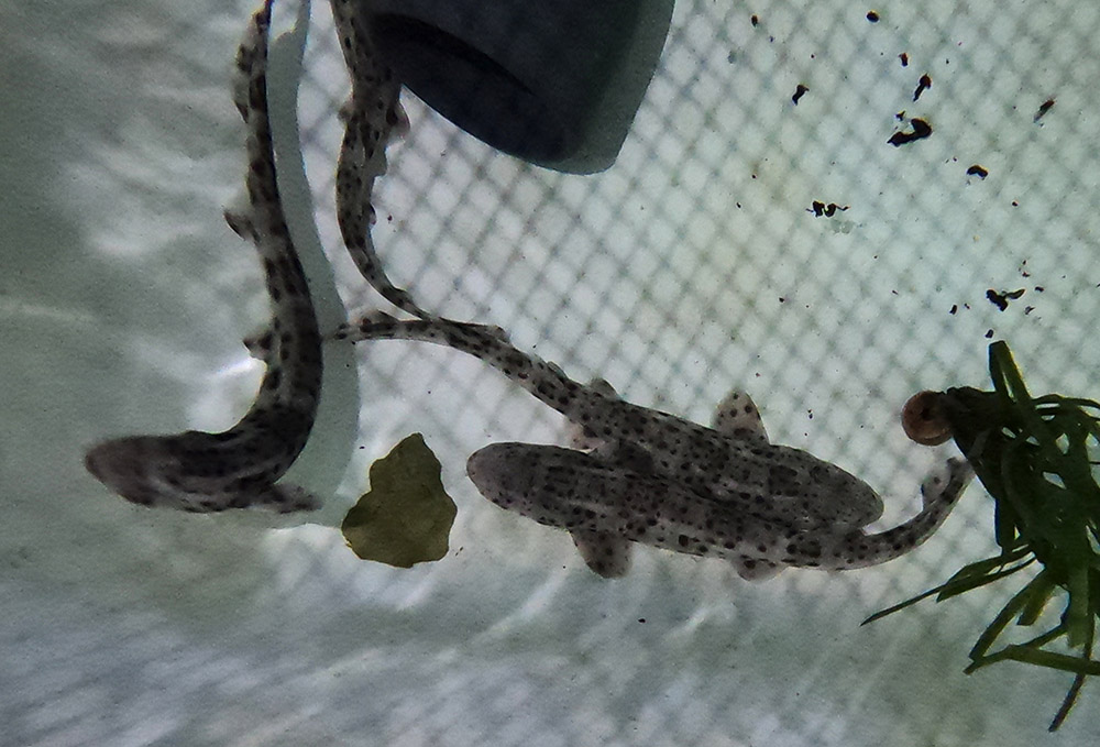 La recuperación del alitán en Baleares está más cerca