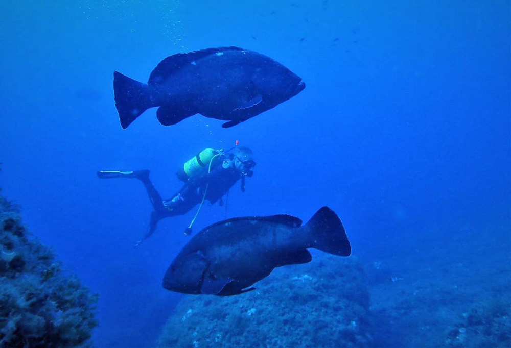 La reserva marina del Toro ha cuadruplicado su biomasa