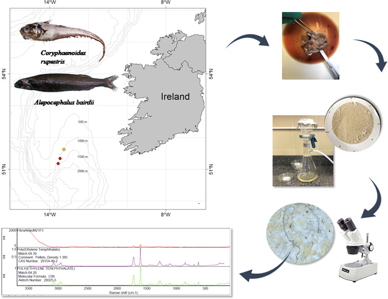 Los peces de aguas profundas también comen microplásticos