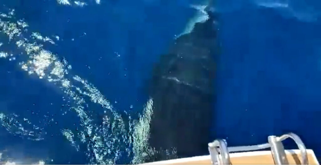 Las orcas dejan sin timón a dos veleros en cuatro horas