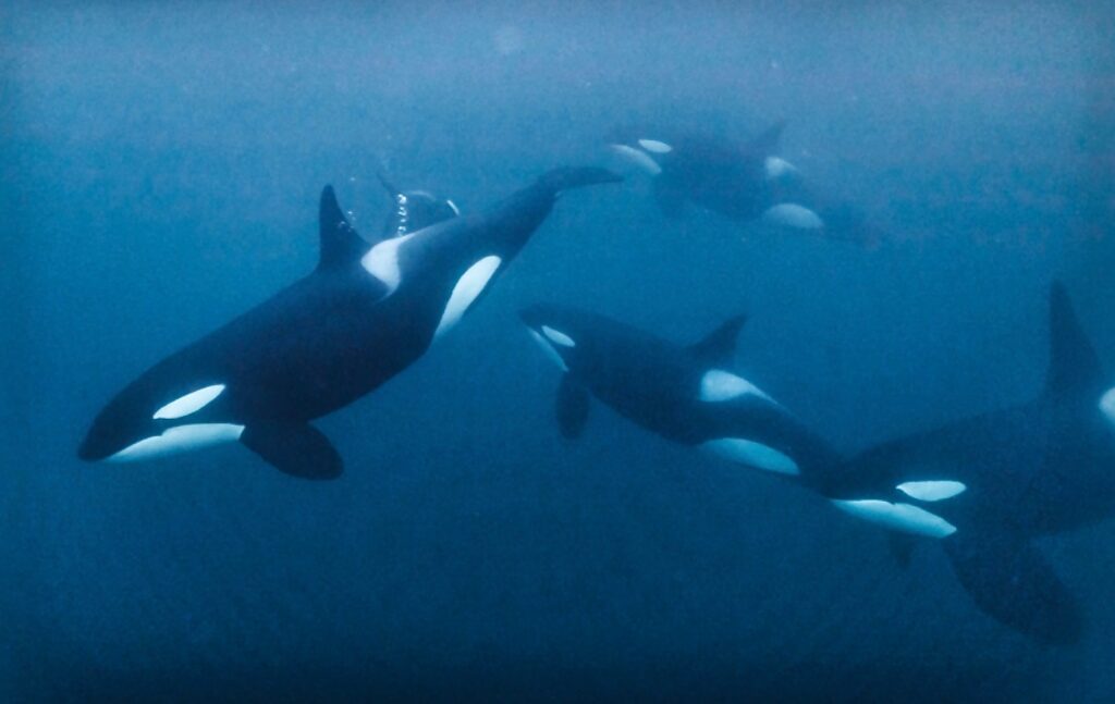 El matrimonio que sobrevivió 65 días a la deriva en una balsa tras ser embestido su barco por una ballena