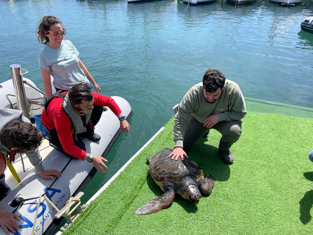 Rescatada una tortuga enferma en el último día de la Setmana del Mar