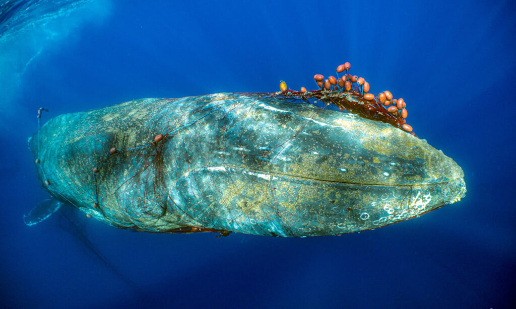 Muere la ballena rescatada de una red de deriva en Cala Millor