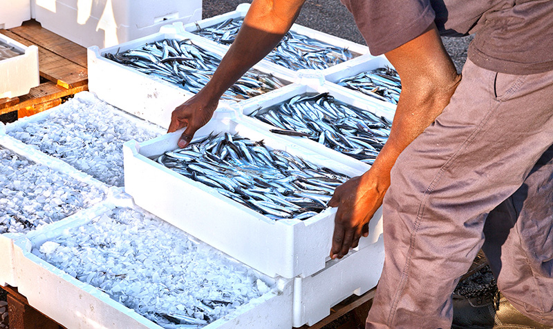 El nuevo plan de pesca artesanal en las Pitiusas reduce un 40% el esfuerzo pesquero