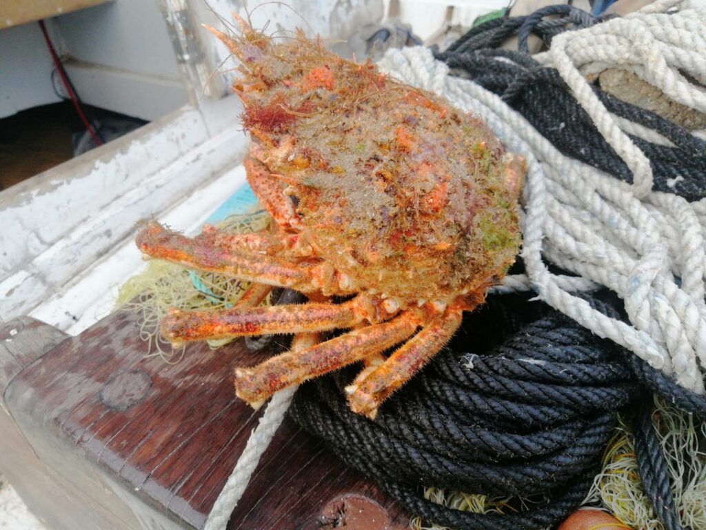 La cranca mediterránea ‘resucita’ en Sa Dragonera