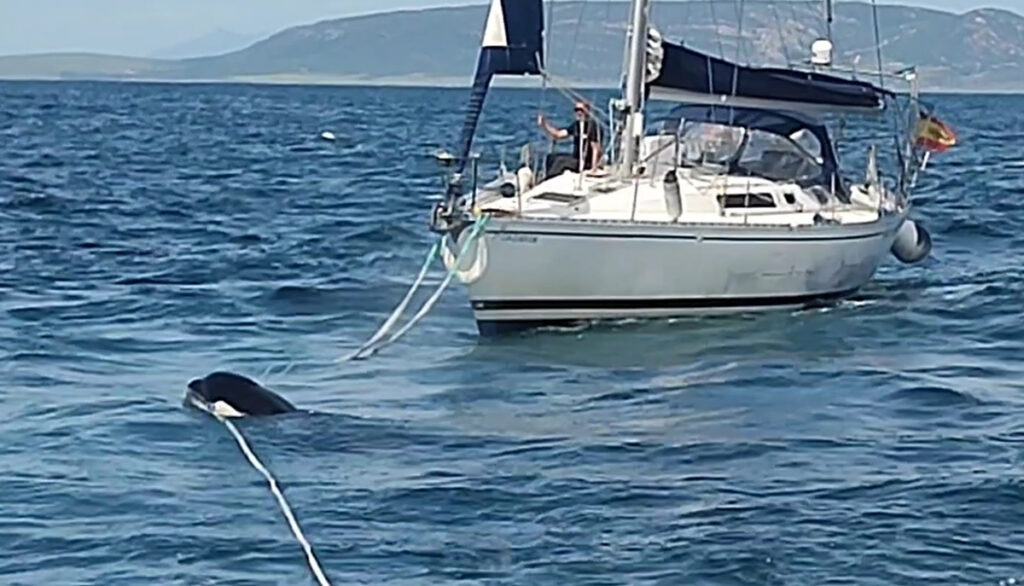 ¿Quieren las orcas impedir que se remolque a los veleros sin timón por sus ataques?