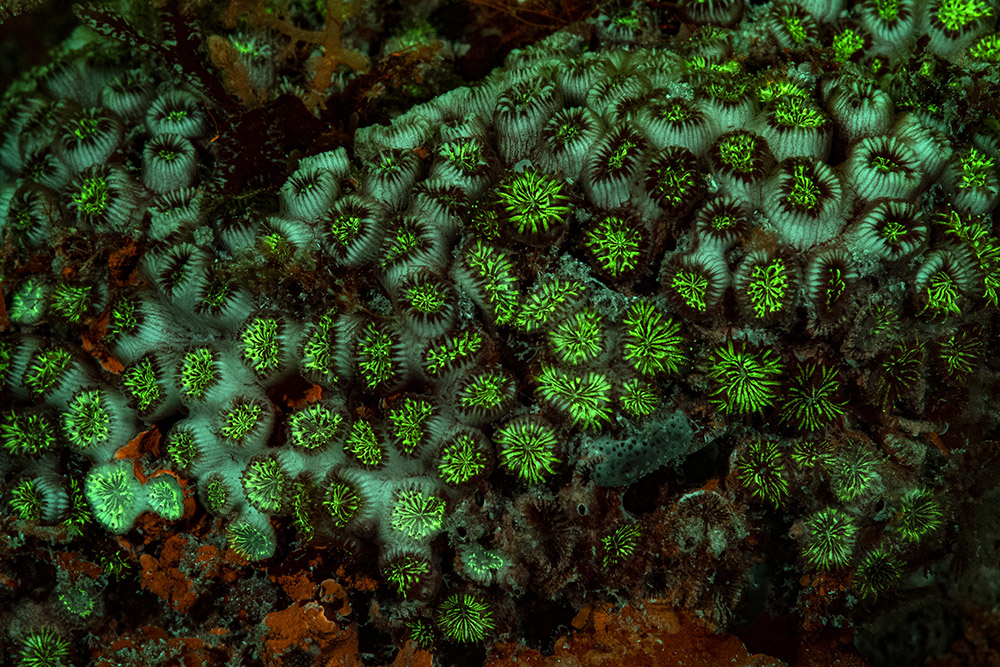 Unas fotografías para poner en valor la biodiversidad de Baleares