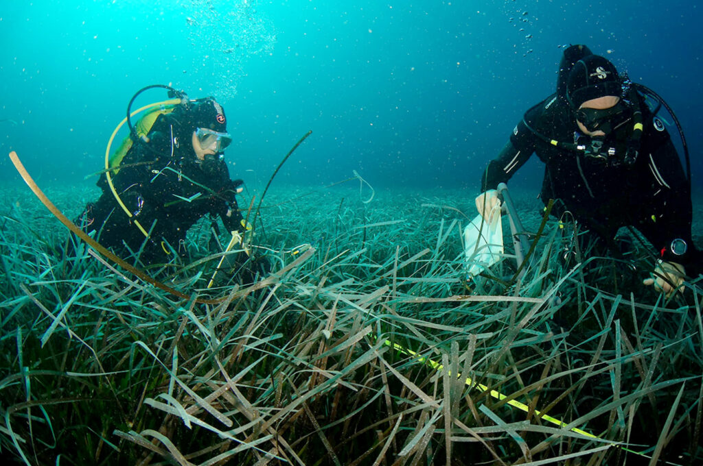 500 millas para diagnosticar la salud de las praderas marinas en Baleares