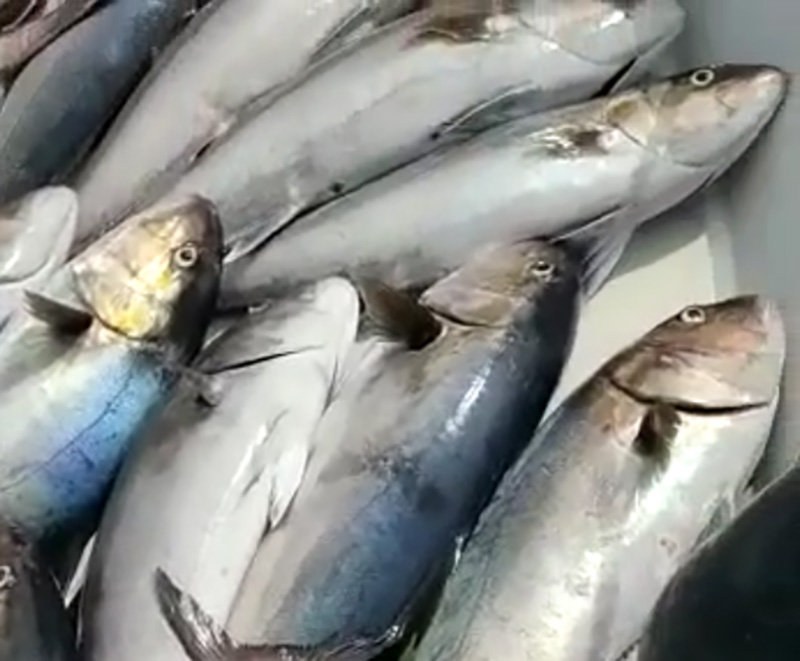Polémica por un vídeo en el que un pescador presume de capturar 1.000 kilos de serviola