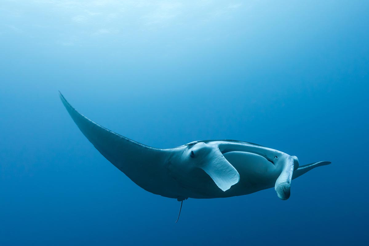 Jornada científica en compañía de mantas, cachalotes y delfines