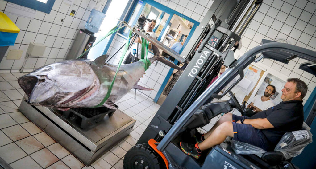 Récord: capturan en Ibiza un atún rojo de 380 kilos
