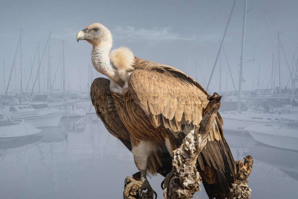 Los ‘fondos buitre’ del sector náutico