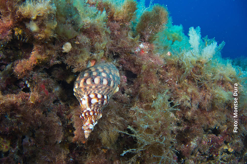 Identificado un ejemplar de caracola marina en la reserva de El Toro