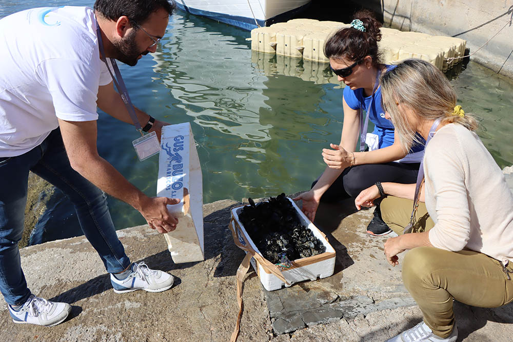 Los mejillones podrían ayudar a filtrar las aguas del Puerto de Palma