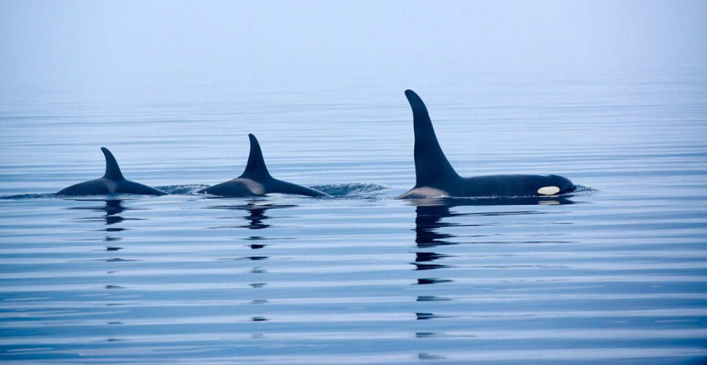 Los ataques de orcas a veleros se desplazan de Barbate a Galicia