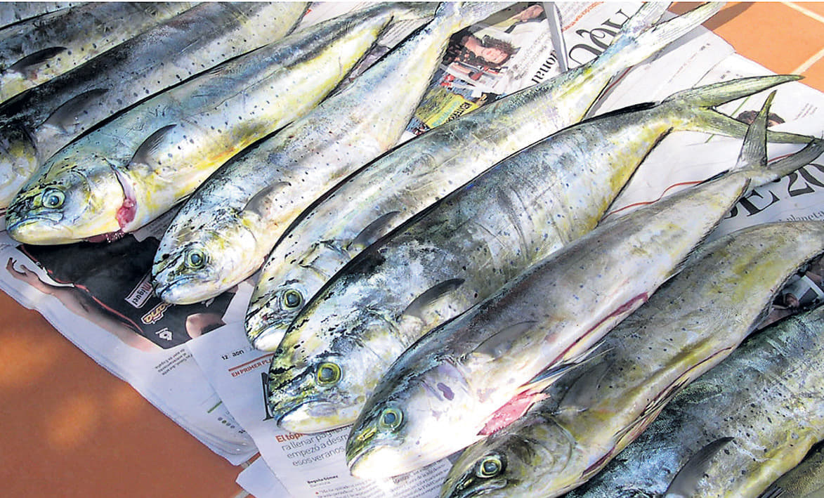 La llampuga llega a los mercados de las Baleares