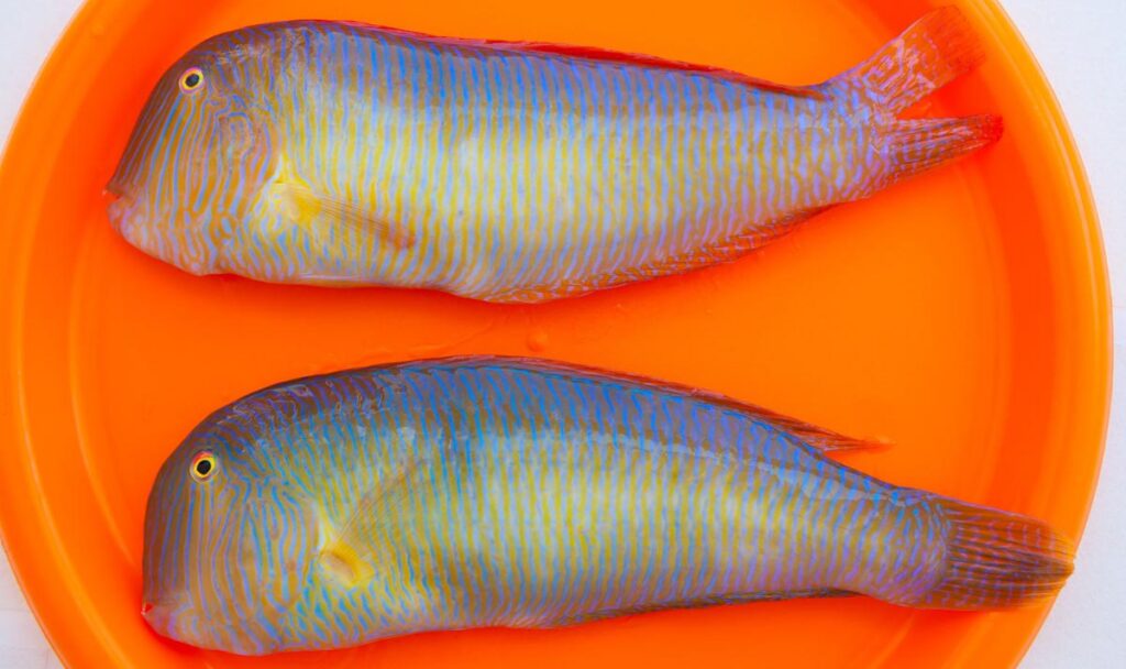 Caña en ristre para la pesca de raors