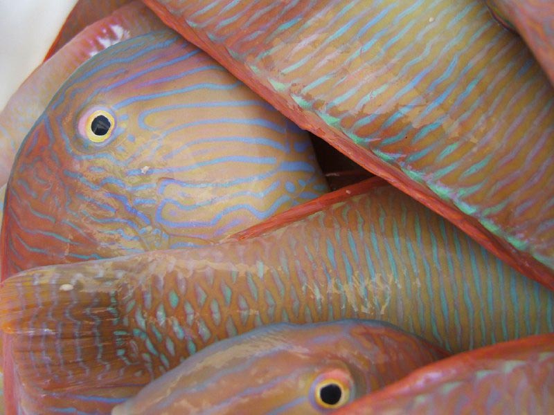 El raor y el calamar, lo más pescado por los recreativos en Baleares