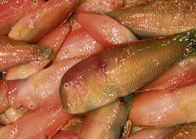 Pesca muestreará raors para seguir la evolución de la especie