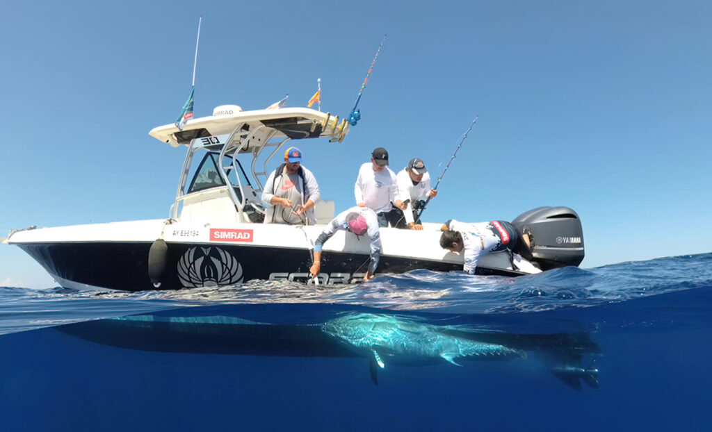 Portocolom acoge el último de los eventos de la Great Tuna Race Simrad