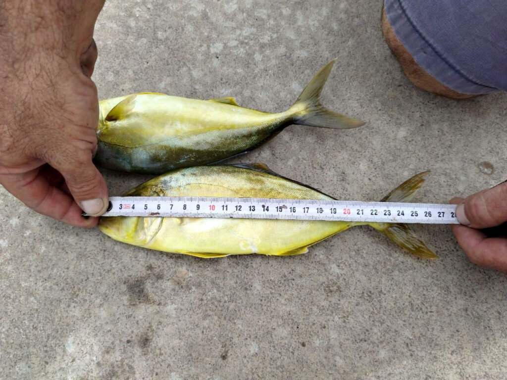 Multan a barcas recreativas por pescar verderols en veda sin la talla mínima