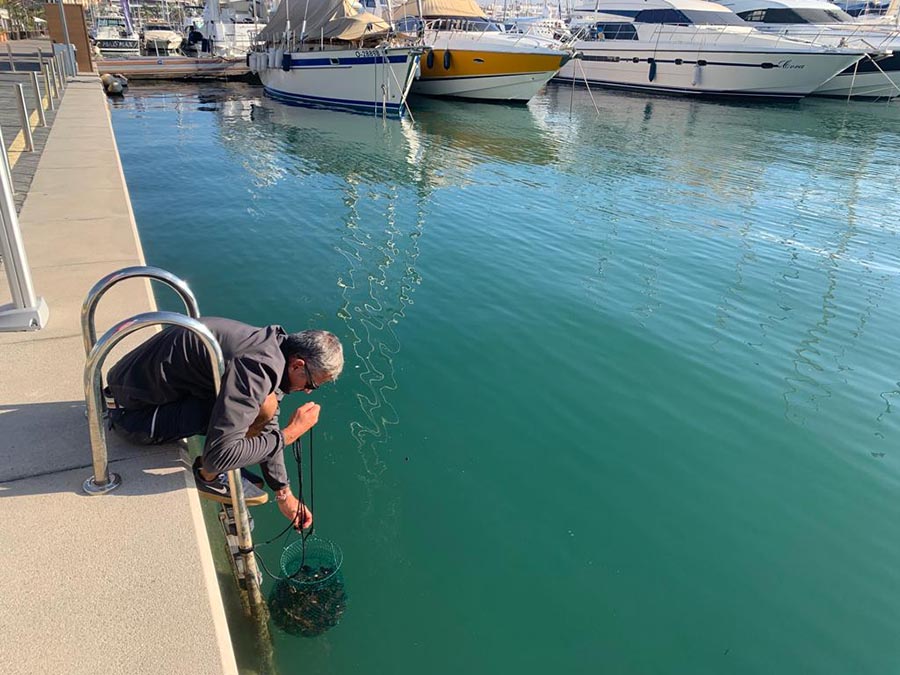 Alcudiamar apuesta por la biorremediación