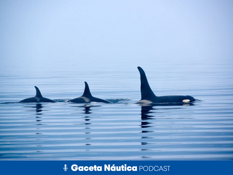 “Sé que cuesta entenderlo, pero las orcas no tienen un comportamiento agresivo”