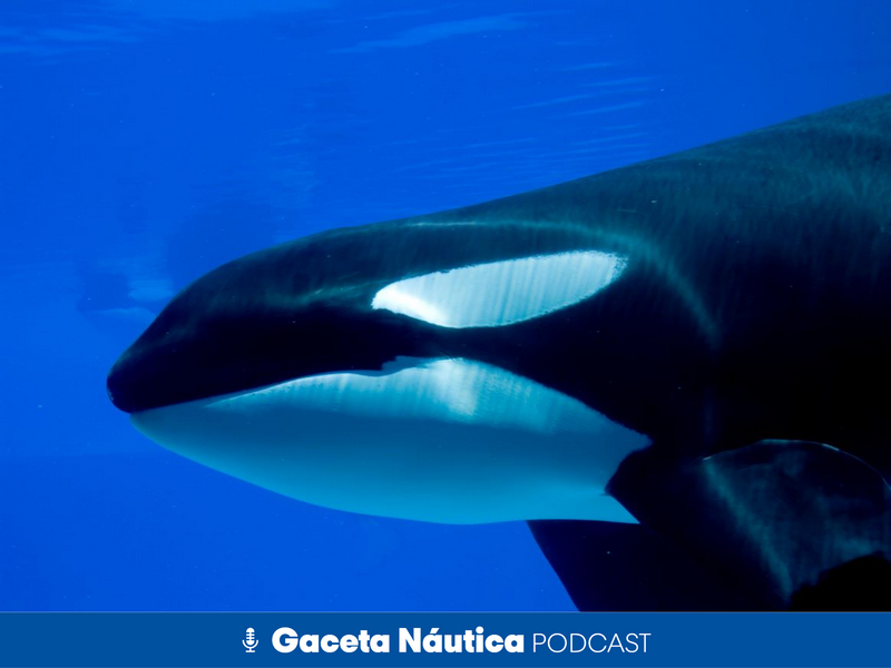 Orcas contra barcos: un caso único en la historia