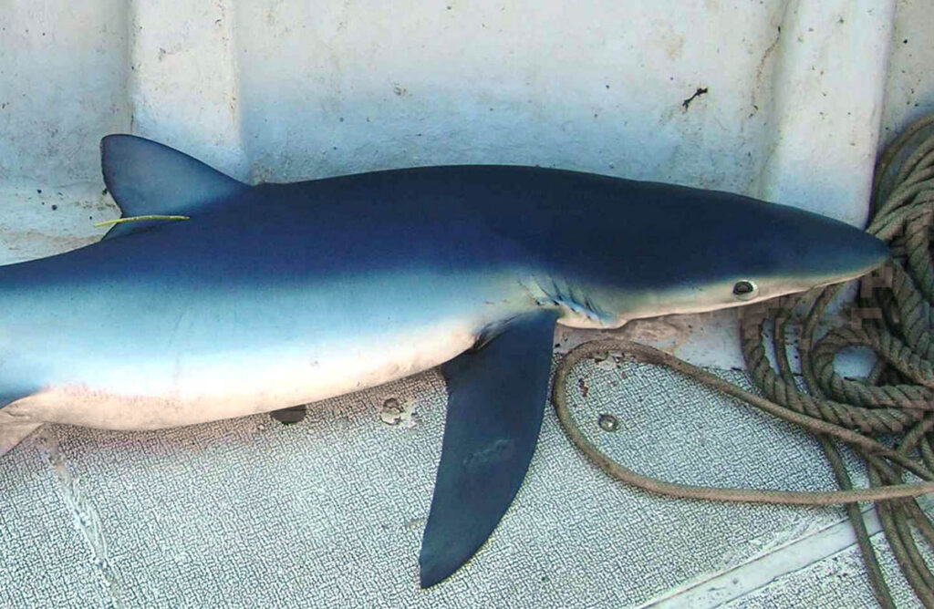500 euros por comunicar la captura de un tiburón marcado