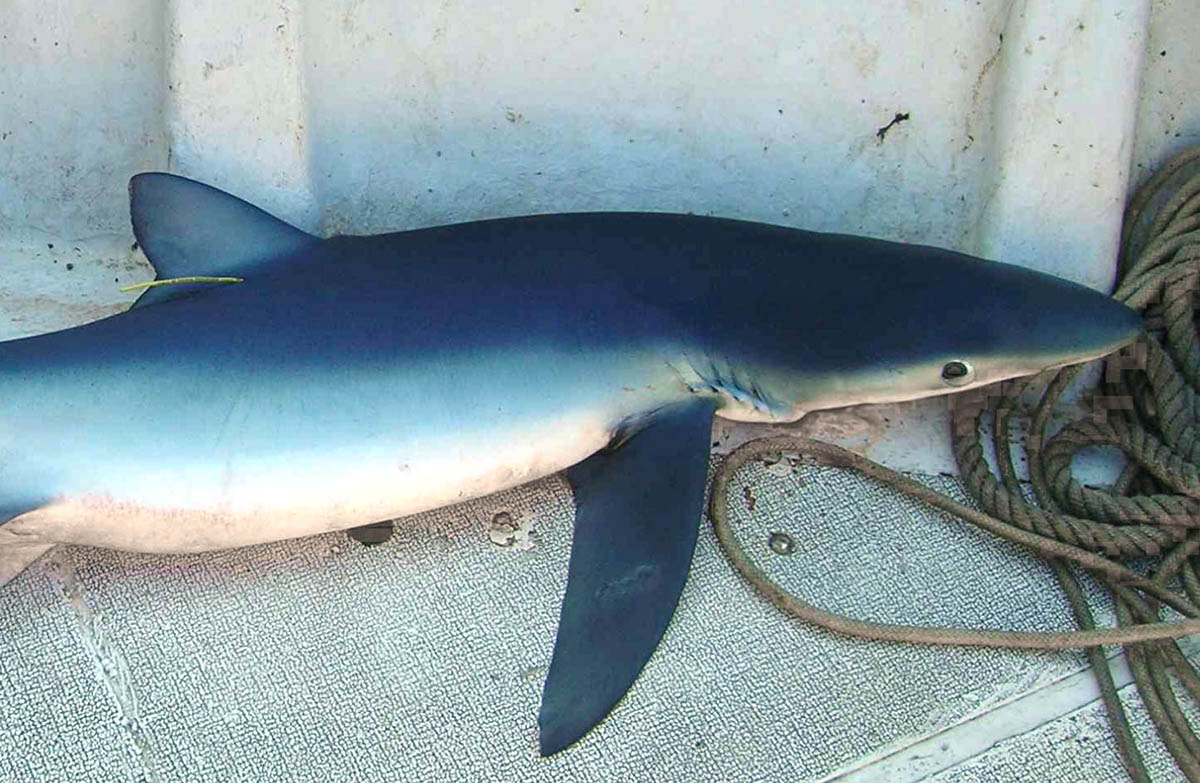500 euros por comunicar la captura de un tiburón marcado