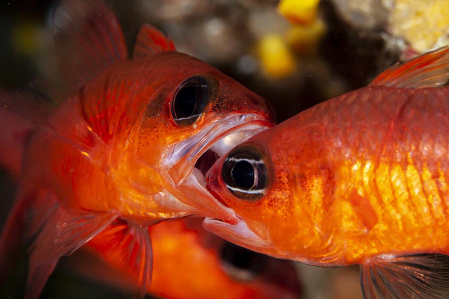 Una mirada al mar balear a través de fotografías