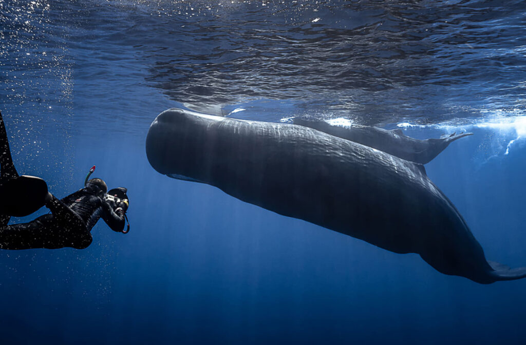 Piden más protección para la única ‘guardería’ de cachalotes del Mediterráneo occidental