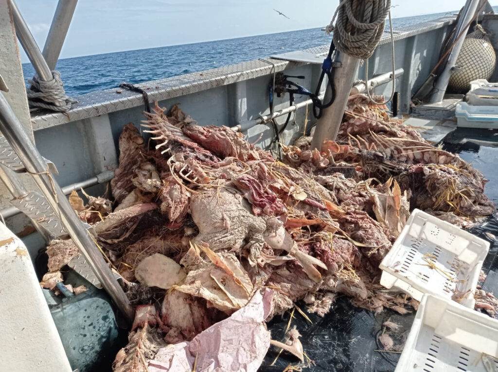 Seis meses después, los atunes podridos siguen arruinando la pesca