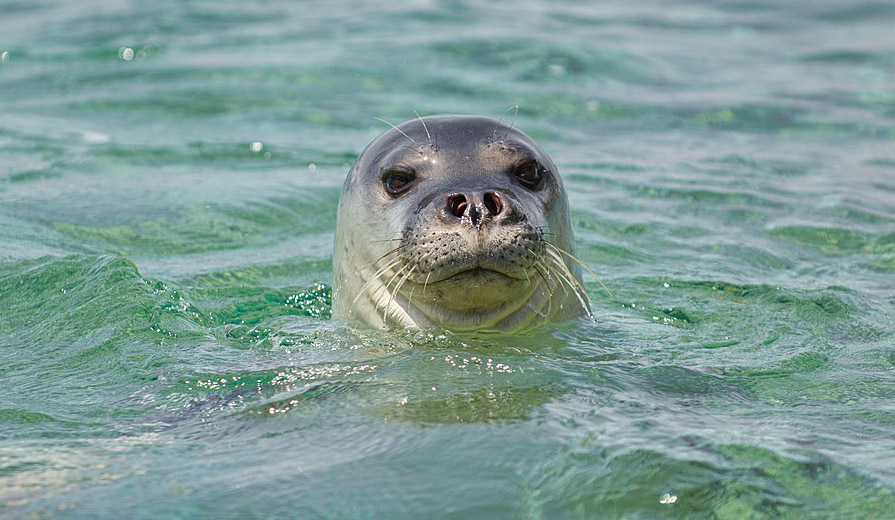 El ‘vell marí’ ha vuelto a Balears