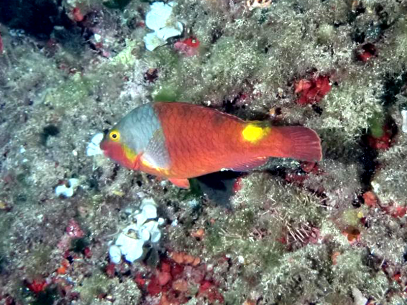 53 avistamientos de peces raros en Baleares en 2022