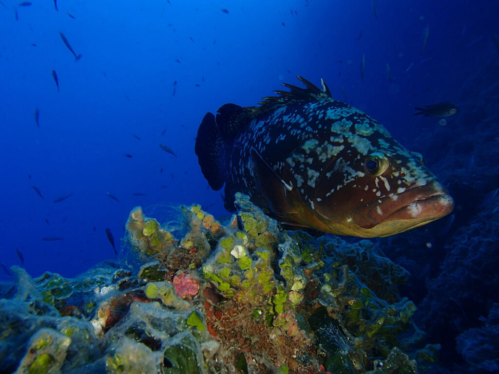 Las reservas marinas pequeñas no sirven para conservar el ecosistema