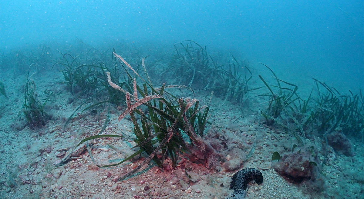 Los emisarios, como mínimo, a 2,5 kilómetros de las praderas de posidonia