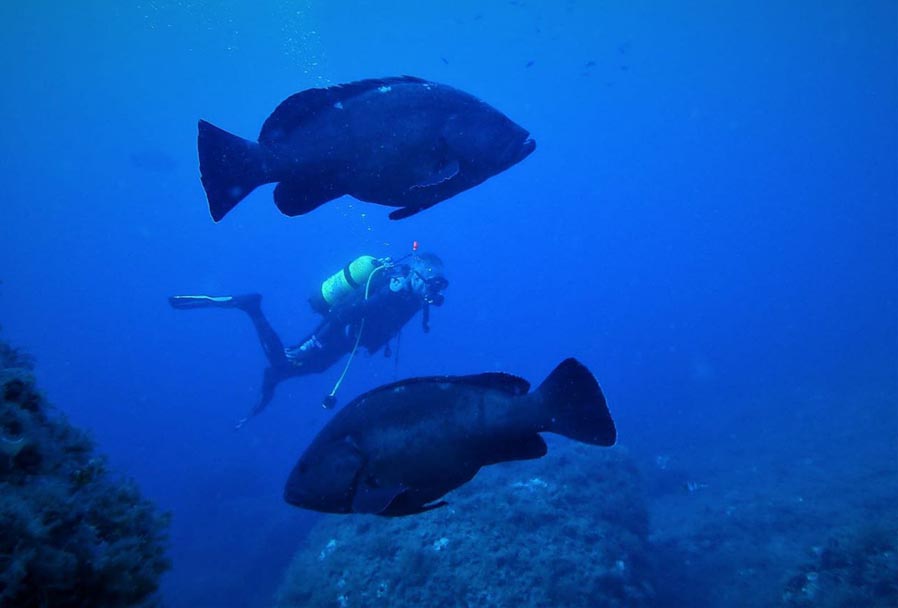 Se dispara la presencia de meros y corvinas en la Reserva de Sa Dragonera