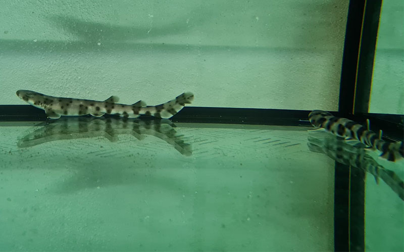 Cabrera, hogar ideal para tiburones criados en cautividad