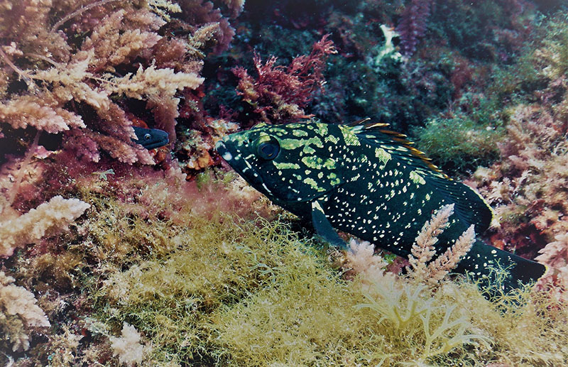 La reducción de la reserva integral de la Illa de l’Aire se hizo sin criterios científicos