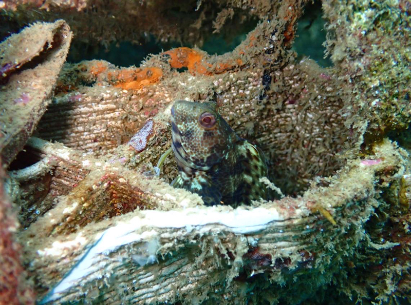 Proyecto OASIS: convertir los puertos en regeneradores de biodiversidad