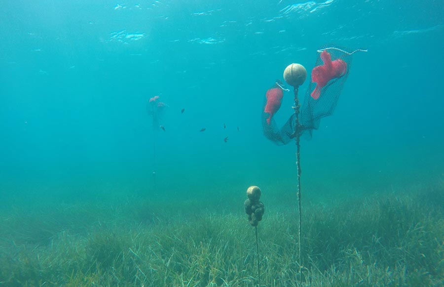 El COFIB traza un plan para salvar a las nacras de la extinción