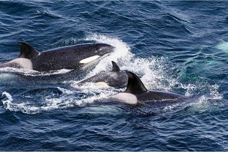 El velero hundido tras el ataque de tres orcas se dirigía hacia Palma