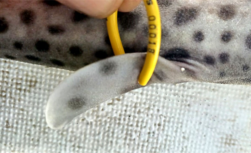 Captura y suelta de un tiburón marcado