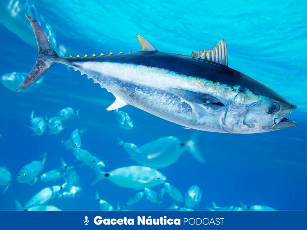 Medio ambiente “sin adoctrinamiento” y marcaje de atunes gigantes